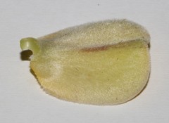 Aspalathus spectabilis