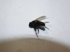 Diptera