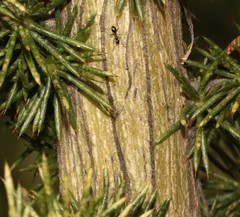 Aspalathus spectabilis