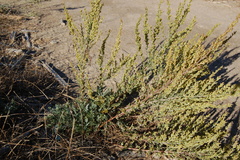 Artemisia caerulescens gallica