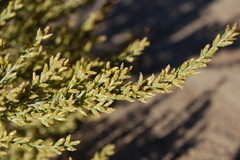 Artemisia caerulescens gallica