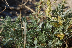 Artemisia caerulescens gallica