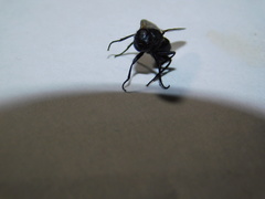 Diptera