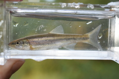 Clinostomus elongatus