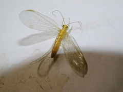 Chrysoperla carnea