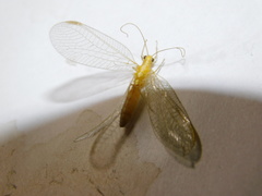 Chrysoperla carnea