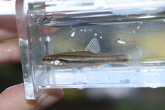 Chrosomus erythrogaster