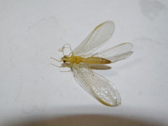 Chrysoperla carnea