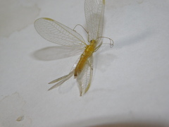 Chrysoperla carnea