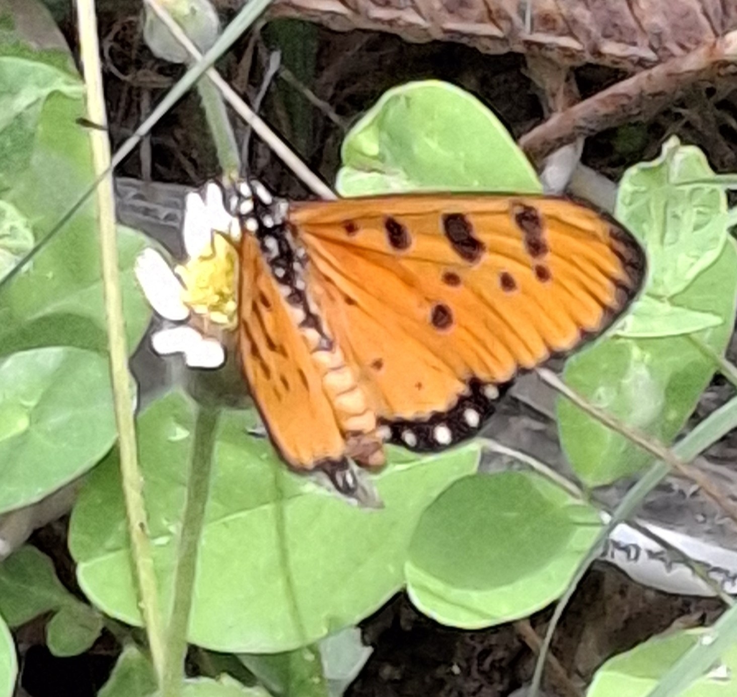 Tawny Coster