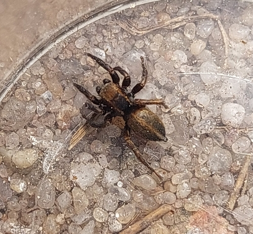 Gestreepte springspin, 6891 ZZ Rozendaal, Niederlande, photo 10 of 10