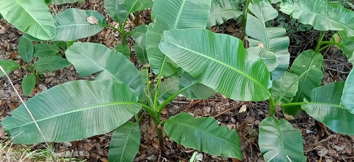 Cavendish banana