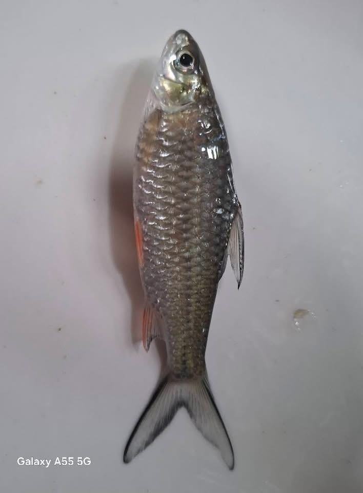 Poropuntius hampaloides