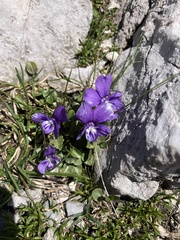 Viola alpina, photograph author not stated, no rights reserved