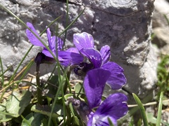 Viola alpina, photograph author not stated, no rights reserved