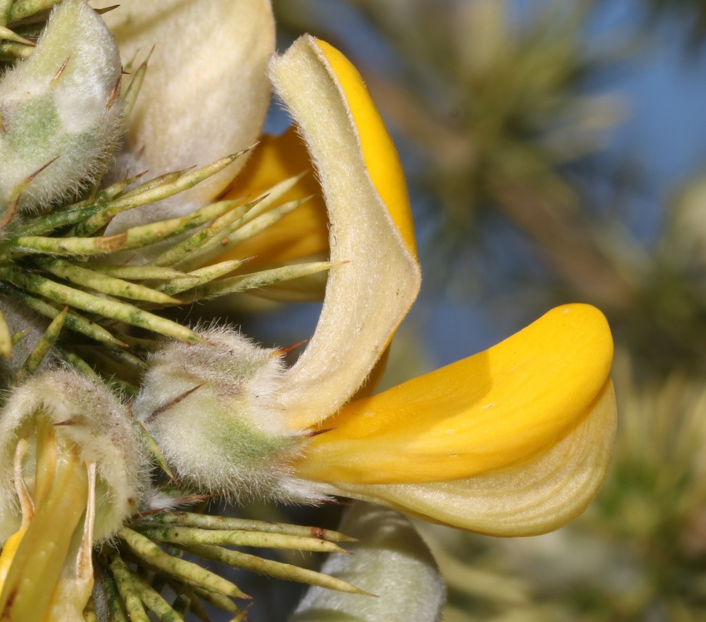 Aspalathus spectabilis