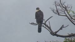 Accipiter bicolor
