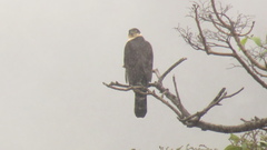 Accipiter bicolor