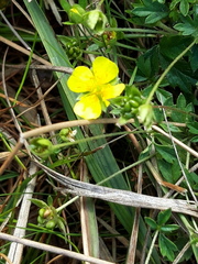 Potentilla erecta