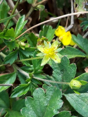 Potentilla erecta