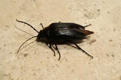 Cebrio