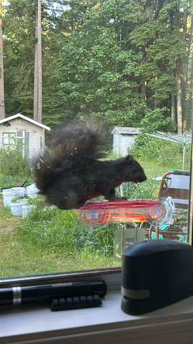 Eastern Gray Squirrel