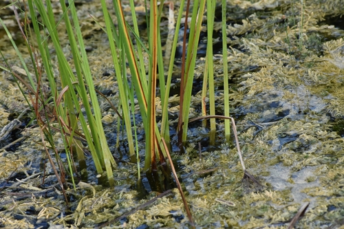 Cyperus haspan