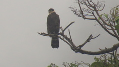 Accipiter bicolor