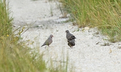 Columbina passerina image