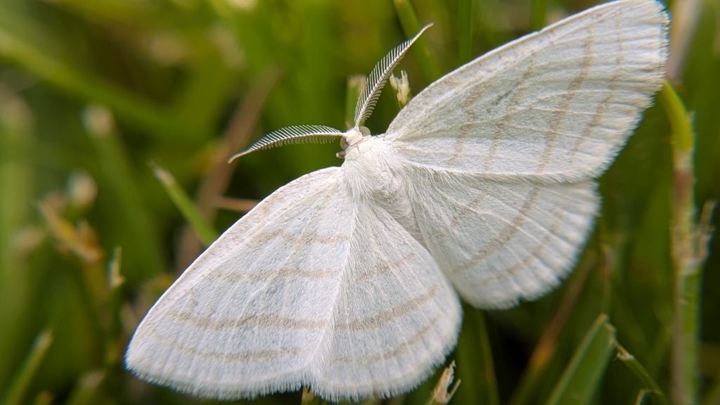 Four-lined Cream Moth