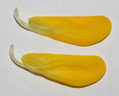 Aspalathus spectabilis