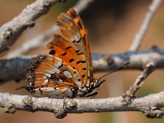Charaxes jahlusa rex