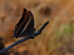 Charaxes saturnus saturnus
