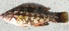 Symphodus bailloni