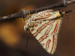 Cigaritis natalensis
