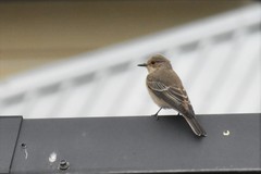 Muscicapa striata