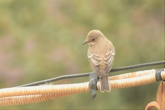 Muscicapa striata