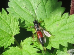 Ichneumonidae