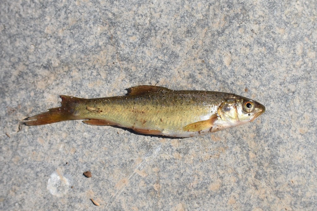 Common marinka (Schizothorax curvifrons) — Cyprinidae