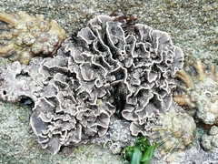 Lithophyllum incrustans