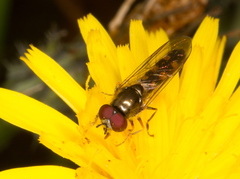 Platycheirus scutatus