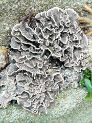 Lithophyllum incrustans