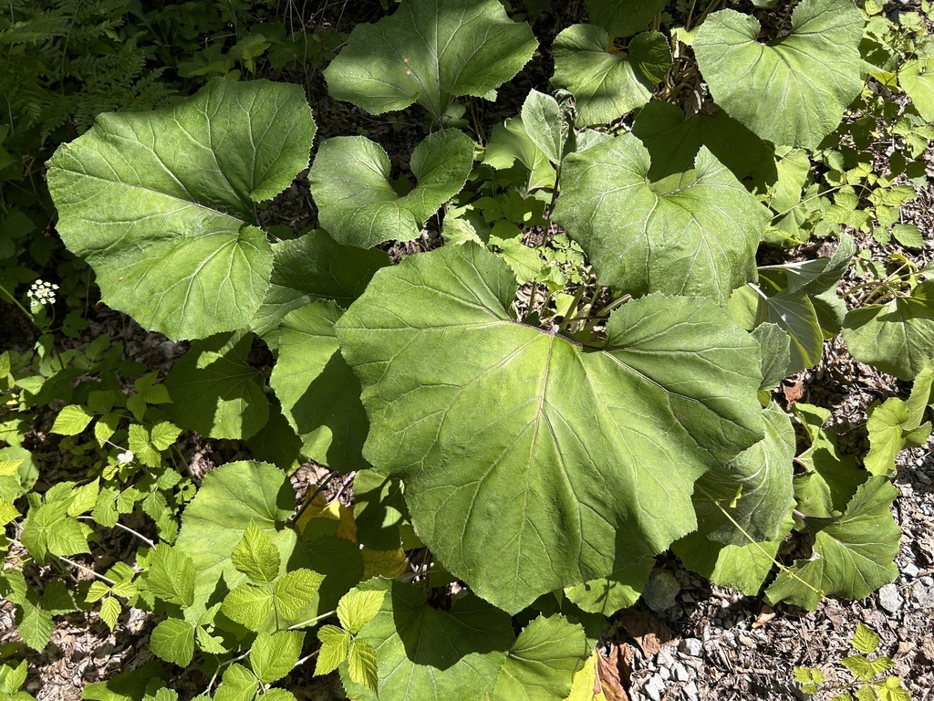 Petasites × alpestris