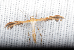 Dejongia californicus