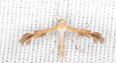 Dejongia californicus