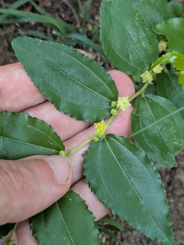 Ziziphus jujuba