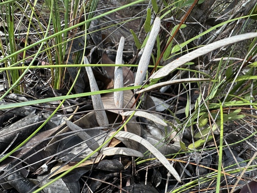 Lindsaea walkerae observed 2025-04-18