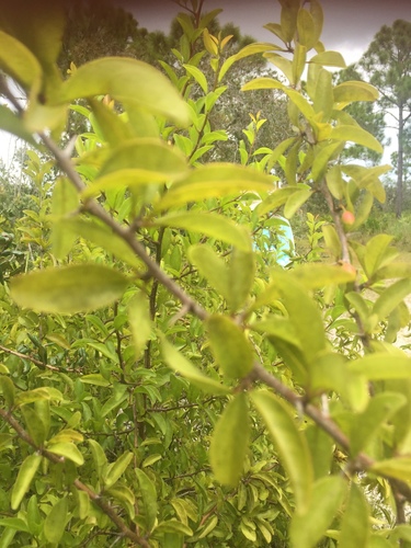 Ximenia americana image