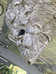 Dolichovespula maculata