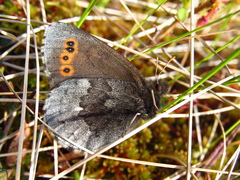 Erebia disa